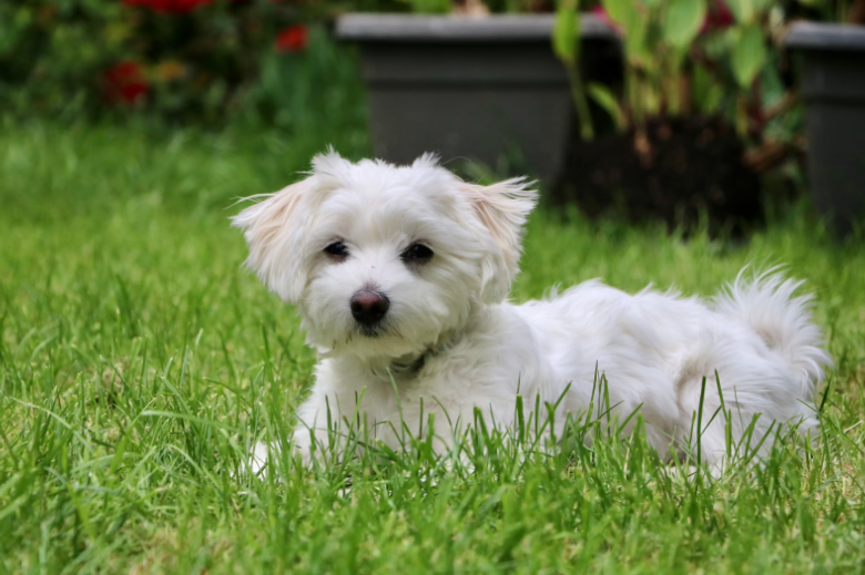 Small Pup, Big Presence: What Makes Maltese Puppies So Appealing