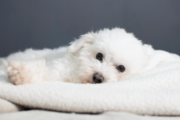 White Coats and Big Hearts: The Maltese Puppy’s Place in City Homes